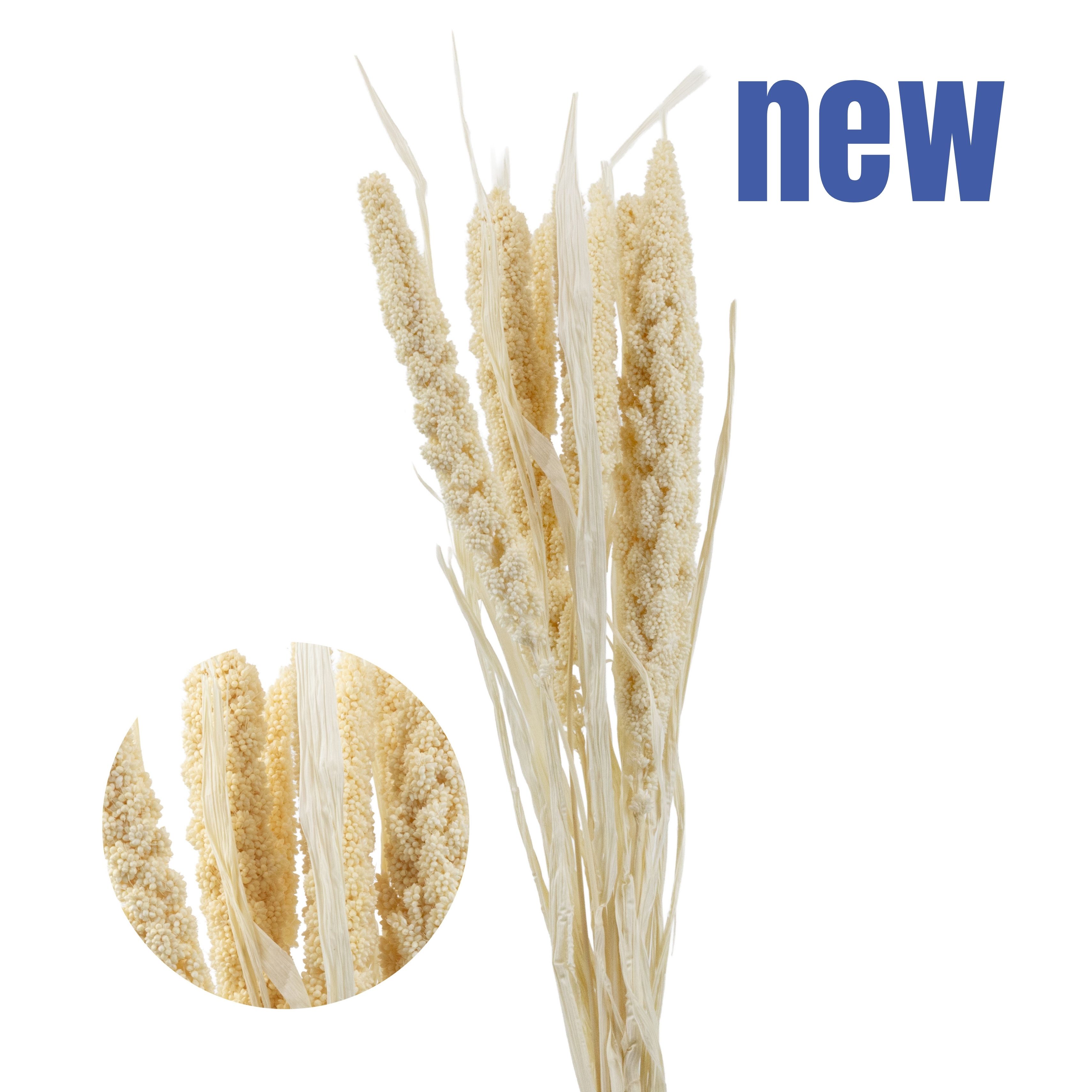 Preseved Millet Ear, 5 pcs
